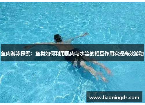 鱼肉游泳探索：鱼类如何利用肌肉与水流的相互作用实现高效游动